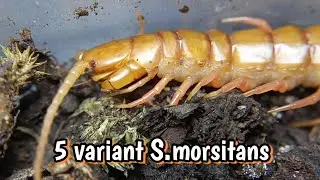 Red-headed centipede - 5 VARIANT!
