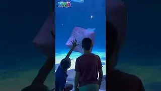 We SWIM with STINGRAYS! 🤿 🌊 Kids adventures!