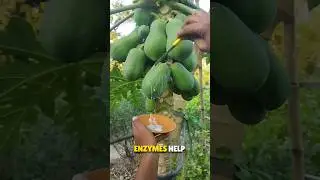 Why are people extracting Papaya Milk? 🤔