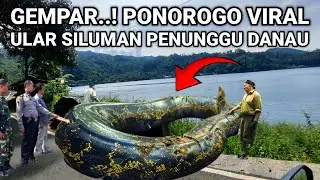 VIRAL..! ULAR SILUMAN LAGI VIRAL DI JAWA TIMUR