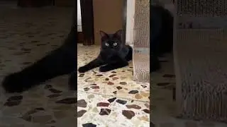 Баду