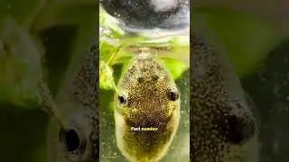 Tadpoles have microscopic razor-sharp...