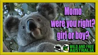 You saw it here first! The secret is our MOMO - were you right?   |   Australia all over koalas