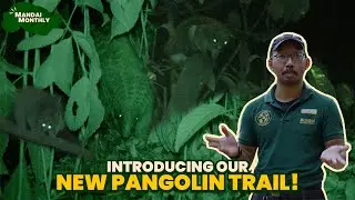 Mandai Monthly - Introducing our all-new Pangolin Trail!