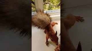 Стёпина шишка упала#2024#squirrel#animals#белка