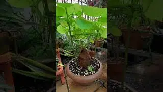 cây Bình Vôi mua từ tháng 12/2021