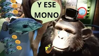 Y ESE MONO 🙉