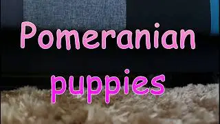 Pomeranian Puppies | Artawis kennel