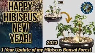 Happy Hibiscus New Year 2023 - 1 Year Update of my Hibiscus Bonsai Forest