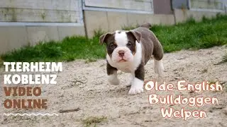 Olde English Bulldoggen Welpen, erkunden ihre kleine Welt!