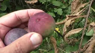 Инжир. Без бирки,1 плодоношение .22
