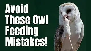 What Do Owls Eat - What To Feed Owls - Owls Diet : Expert Advice