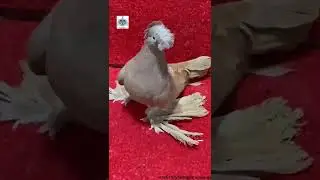 ЭЛИТА ГОЛУБЕЙ