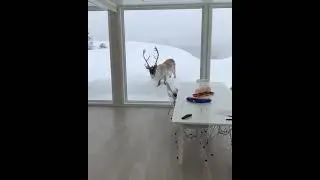 Олень ломится в дом😨