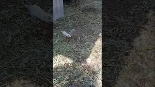 Завелась крыса🤦‍♀️ 