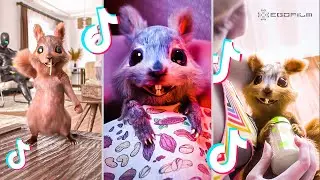 EGOFILM TIKTOK BESTOF - TIKTOK'S MOST FAMOUS SQUIRREL (TikTok Compilation) 🐿️