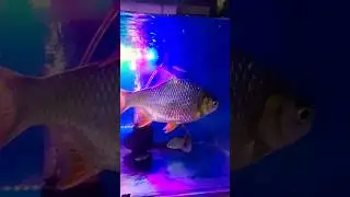 Guess the fish name ....?#fish #fishtank #shorts #video