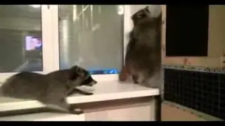 Вечеринка енотов