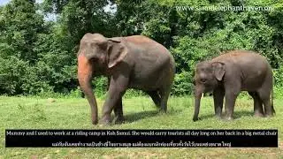 Samui Elephant Haven (Aom and Perm Poon)