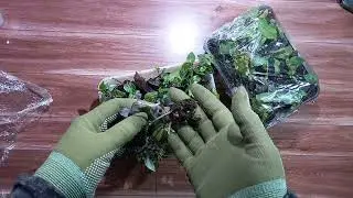 Укоренение растений под стрейч пленкой.