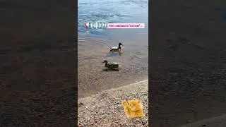 Нет никакого 