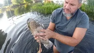 Яхта,Озеро,Рыбалка # 5. Спасаем уточку и ловим щуку