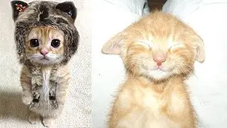 Baby Cats - Cute & Funny Cat Videos Compilation #12