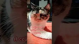 Мечты 😂 