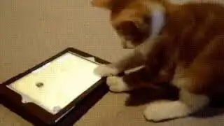 ЖИВОЕ! СВЕЖИЕ ПРИКОЛЫ ДЕКАБРЯ!#