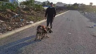 كلبي تزاوج مع كلبة أخرى وكلبتي عاقت بيه😆😆😆