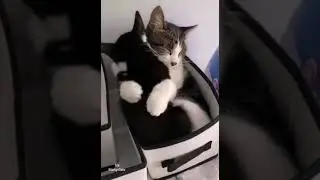 Главное в жизни найти того, с кем даже в одной коробочке будет не тесно