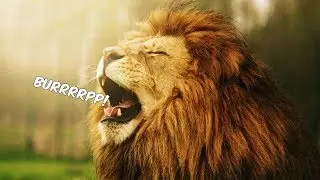 Burping Lions