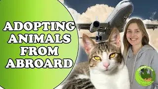 Why you should consider adopting animals from abroad.
