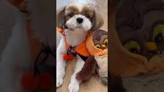 Cute Shih Tzu Dog 🎃🐶🎃 Halloween Costume 👻🐈‍⬛🐾