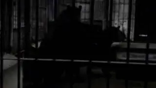 Tapirs having sex in Beijing Zoo