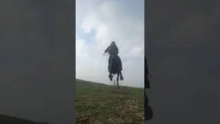 ЭКСКЛЮЗИВ 13. Шабандоз #horse #кони #асау #лошади #жеребец #жылкы #скачка #атбеги #видео