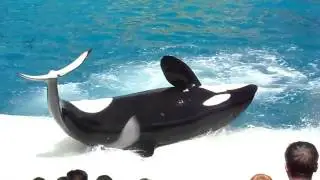 Shamu & Friends