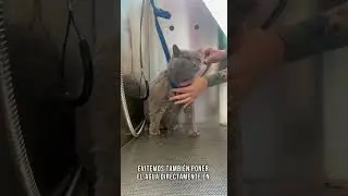 ✂️ CONSEJOS PARA NUESTROS MICHIS EN LA PELU 😻