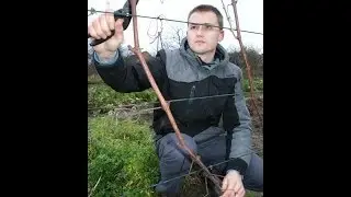 Cięcie winorośli, pojedynczy Guyot część 1/2, jak ciąć.