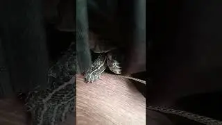 прятки