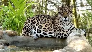 Jaguar Makes A Splash