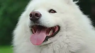 Animal Welfare Achievements