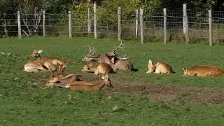 Barasingha deer (8K)