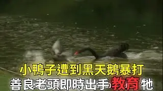 可憐的小鴨子遭到領地霸主黑天鵝的暴打，老頭即時出手教育