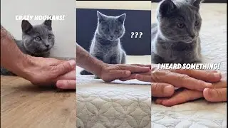"Hands In" Trend With Our Kitten