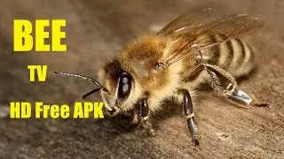 EXCLUSIVE NEW BEE TV APK !