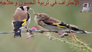 Goldfinch singing CD 2  hours