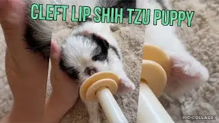 The Cleft lip Shih Tzu puppy 🐶