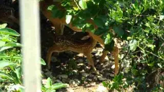 Baby deer sucking mother