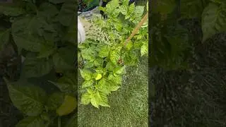 Fertilizing your Vegetables with Liquid Fertilizer. #vegetablegardening #gardening #veggiegarden